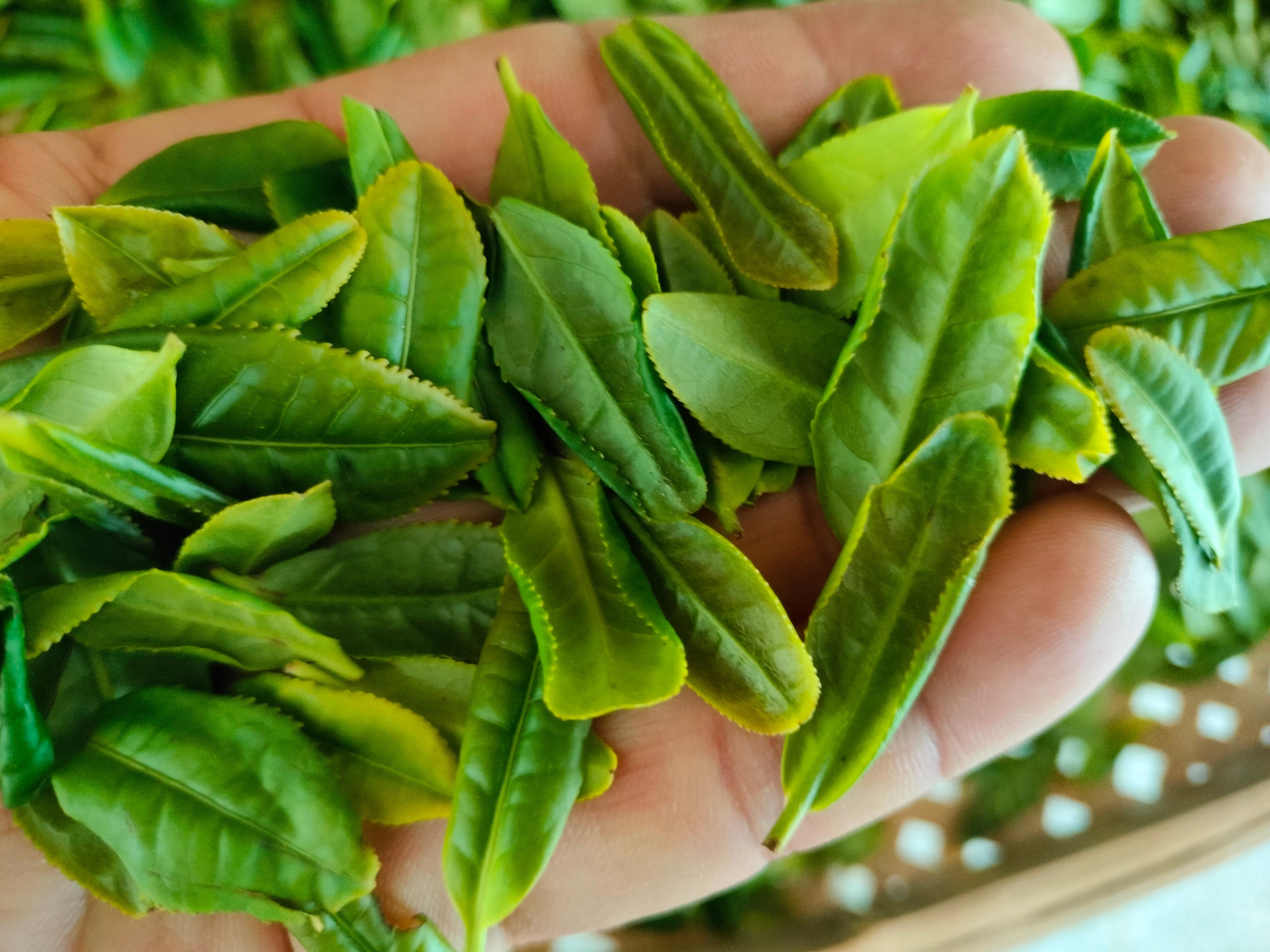 Lu'an Green Tea