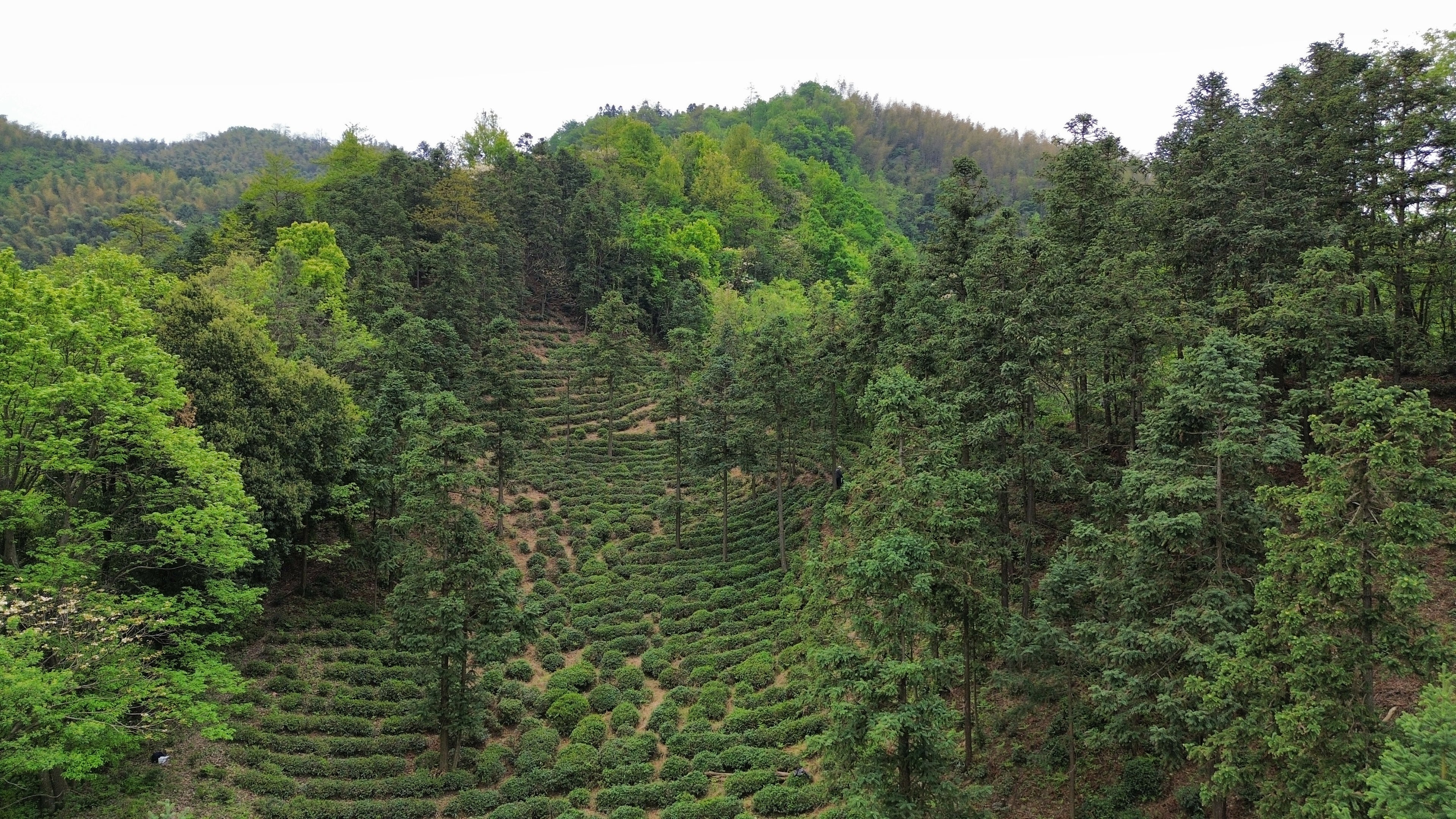 lu'an guapian tea First-picked tea leaves, high mountain, hand-made, zero pesticide residues