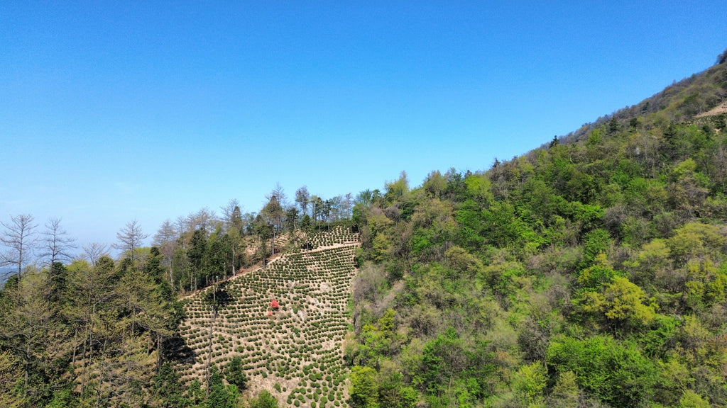 lu'an guapian tea First-picked tea leaves, high mountain, hand-made, zero pesticide residues