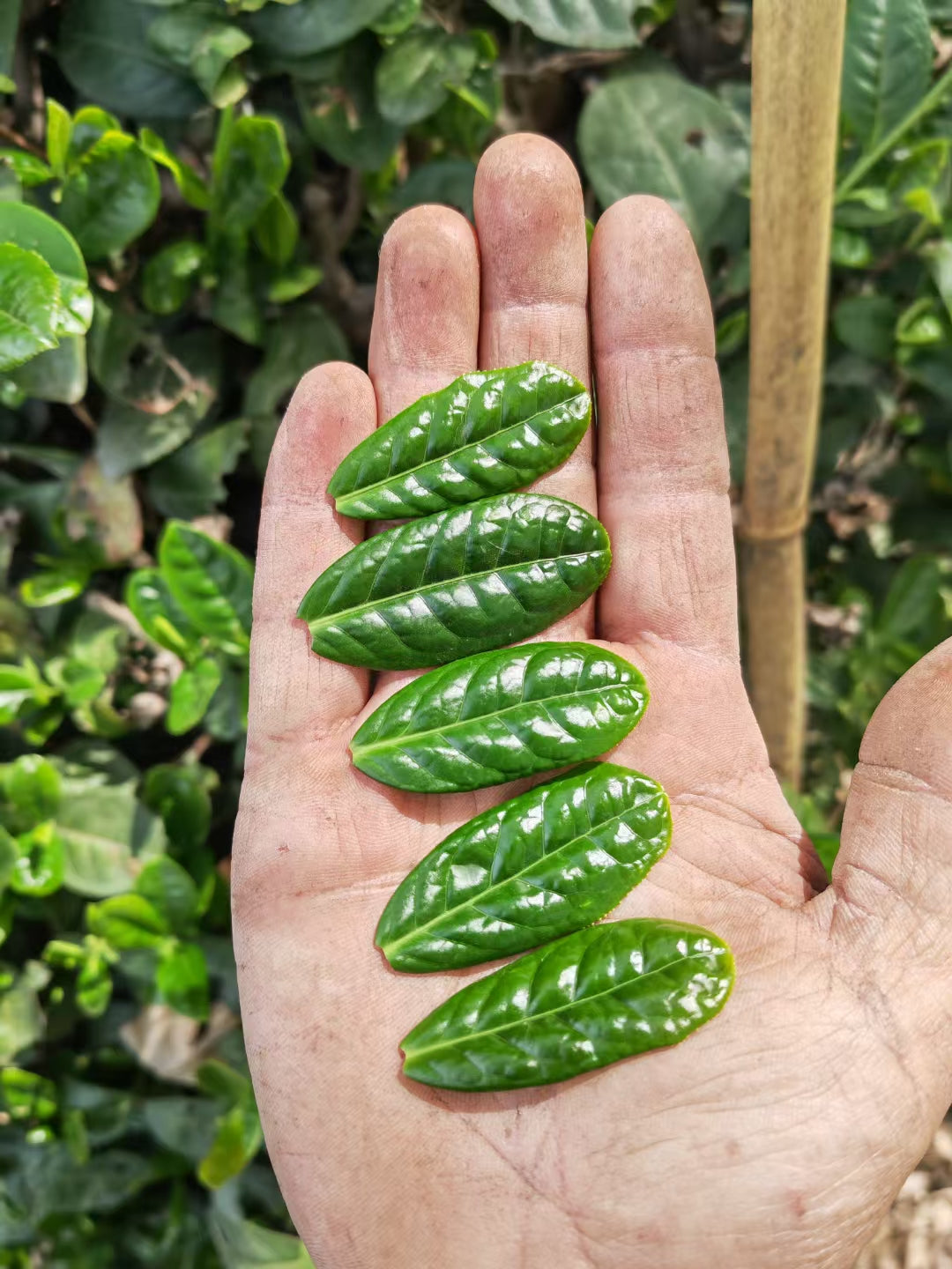 lu'an guapian tea First-picked tea leaves, high mountain, hand-made, zero pesticide residues